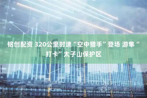 铭创配资 320公里时速“空中猎手”登场 游隼“打卡”太子山保护区